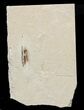 Cretaceous Fossil Squid - Soft-Bodied Preservation #48586-2